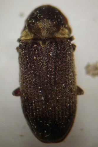 Hadrobregmus denticollis